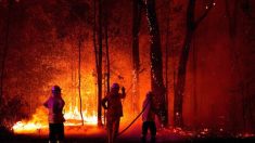 Incendies en Gironde: l’ONF réalise un pare-feu de 5 km de long
