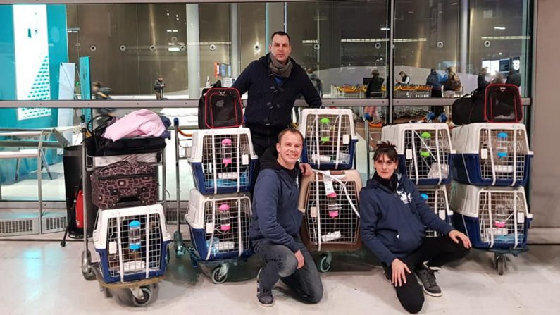 Le 11 janvier, l'Association Stéphane Lamart a récupéré six chiens et deux chats provenant de Chine. (Avec l'aimable autorisation de l'Association Stéphane Lamart)
