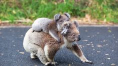 La photo d’un bébé koala étreignant sa mère lors d’une opération vitale fait chaud au cœur