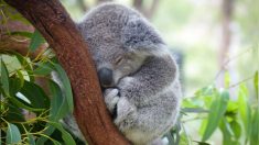 Un bébé koala perdu a été trouvé accroché au dos d’un golden retriever pour se protéger pendant la nuit froide