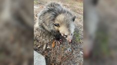 États-Unis: un bébé opossum a été battu jusqu’à en perdre la vue, sur un terrain de golf de Caroline du Sud