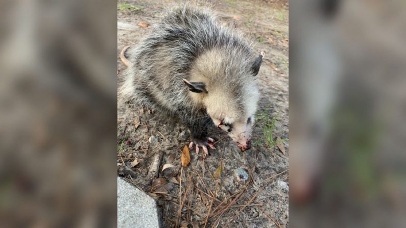 Un bébé opossum trouvé avec les yeux blessés, la mâchoire cassée et d'autres blessures sur un terrain de golf de l'île de Hilton-Head. (Avec l'aimable autorisation de l'organisation Wildlife Rehab de Greenville)