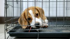 Une photo du «chemin de la liberté» d’un Beagle sauvé de l’euthanasie devient virale