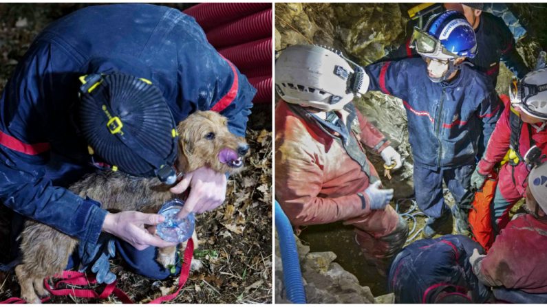 Après être restée prisonnière d'une crevasse pendant six jours, Java a pu être libérée grâce à l'action combinée des équipes des pompiers et de bénévoles spécialisés dans les secours souterrains. Crédit : Service départemental d'incendie et de secours des Alpes-Maritimes. 