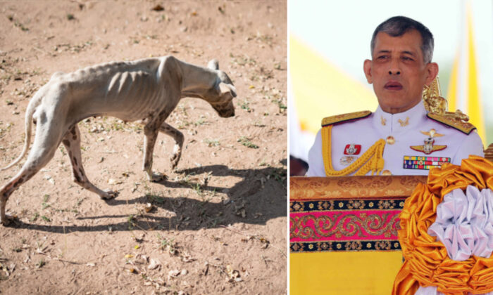 (À gauche: Illustration - Shutterstock. À droite: King Rama X of Thailand | Shutterstock)