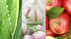 Top 5 des aliments d’origine végétale qui améliorent votre digestion
