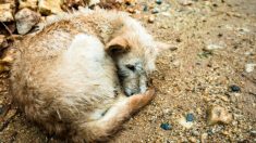 Ce chien, l’œil arraché par son cruel agresseur, est laissé pour mort jusqu’à ce que des sauveteurs le «ressuscitent»
