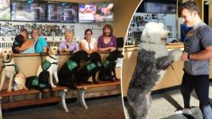 Le premier et le seul «Dog Tap House» (bar pour tapoter les chiens) au monde offre des chiens sans foyer à l’adoption pendant que vous sirotez un verre