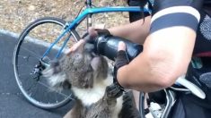 Un koala, assoiffé, sort sur la route pour quémander de l’eau à une cycliste, la vidéo devient virale