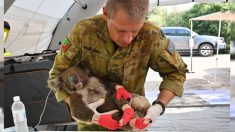 Déploiement de l’armée australienne pour aider des koalas en voie de disparition dans un parc animalier