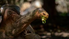 Découverte de trente tortues géantes considérées comme deux espèces éteintes au Galapagos