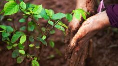 Dordogne : tous les parents qui ont donné naissance en 2019 vont recevoir un arbre à planter