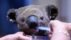 À 6 ans, ce petit garçon récolte plus de 110.000€ pour sauver les animaux grâce à ses koalas d’argile