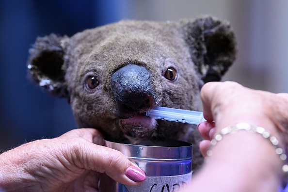 Les dons récoltés par le jeune garçon serviront à soigner des animaux victimes des incendies en Australie. (SAEED KHAN/AFP via Getty Images)