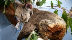 Incendies en Australie : les photos de koalas font pleuvoir les dons sur internet en France