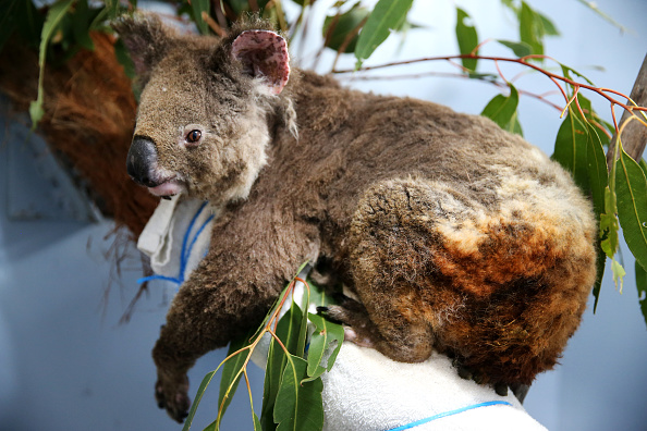 Des koalas sauvés des terrains incendiés ont été ramenés à l'hôpital pour y être soignés. (Photo : Nathan Edwards/Getty Images)