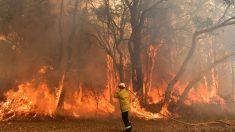 Vidéo : un jeune pompier de 24 ans risque sa vie pour sauver un bébé kangourou des flammes en Australie
