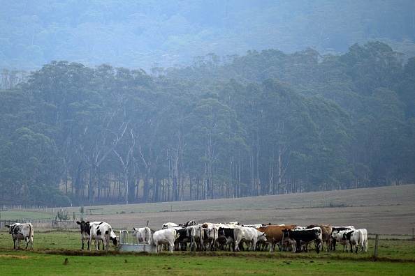 -Le 16 janvier 2020, des bovins broutent sous la pluie dans la banlieue de Nowra, dans l'État de la Nouvelle-Galles du Sud en Australie. Photo par SAEED KHAN / AFP via Getty Images.