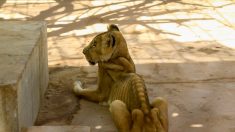 Soudan: multiplication des appels pour sauver cinq lions « malades et mal-nourris »