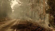 Incendies: après une journée catastrophique, l’Australie compte ses morts