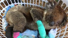 Australie : une famille a sauvé plus de 90.000 animaux, principalement depuis le début des incendies
