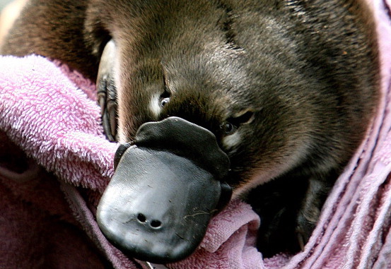 Un bébé ornithorynque ou "puggle". (Photo : GREG WOOD/AFP via Getty Images)