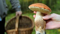 Haute-Saône: deux Roumains condamnés pour avoir cueilli plus de 200 kilos de champignons
