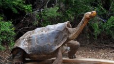 Retour à la liberté pour Diego, tortue des Galapagos qui a sauvé son espèce