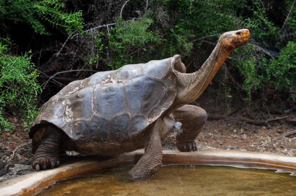 -La tortue "Diego", une espèce de la tortue géante de l'île d'Espagne, est représentée dans un centre d'élevage du parc national des Galapagos. Photo RODRIGO BUENDIA/AFP via Getty Images.