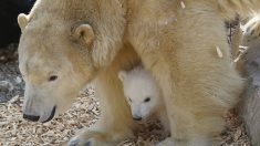 Antibes: naissance de trois bébés ours polaires à Marineland