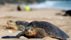 Mexique: 292 tortues meurent victimes d’une « marée rouge »