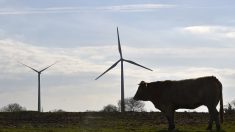 Nord : un agriculteur affirme que ses vaches sont malades à cause d’une éolienne et d’une ligne à haute tension