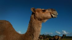 Australie : 10 000 chameaux vont être abattus par balle par des tireurs professionnels