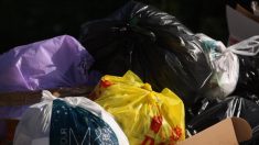 Moselle : une déchetterie découvre des cadavres de chiens maltraités dans un sac poubelle