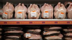 Les États-Unis désirent de nouveau exporter du « poulet au chlore » dans l’Union européenne