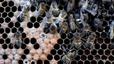 Des ruches retournées, une autre jetée à l’eau: 30.000 abeilles décédées, victimes d’un acte de vandalisme à Vanves