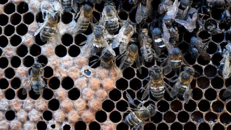 Image d'illustration montrant des abeilles mortes. (DAMIEN MEYER/AFP via Getty Images)