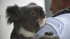 Vidéo : deux adolescents remplissent leur voiture de koalas pour les sauver des incendies en Australie