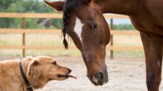 Un golden retriever se lie d’amitié avec un cheval émacié et joue un rôle important dans sa guérison