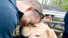 Comment la formation de ces chiens d’assistance aide les anciens combattants à guérir