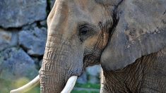 Le premier sanctuaire dédié aux éléphants libérés des cirques ouvrira ses portes courant 2020