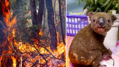 Australie: rencontre avec les deux chiens héroïques qui ont sauvé des koalas des feux de brousse meurtriers