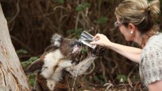Une vidéo d’un koala et d’un chien partageant de l’eau dans le jardin a offert un moment de réconfort au milieu de la crise des feux de brousse en Australie