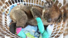 Un koala avec quatre pattes gravement brûlées est sauvé des feux de brousse et célèbre un festin d’eucalyptus à l’abri