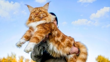 Rencontrez Samson, le plus gros chat de New York, qui pèse près de 13kg