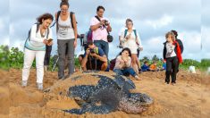 La première tortue luth de 2020 pond ses œufs sur une plage de Thaïlande