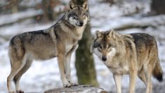Drôme : quatre juments tuées après une attaque de loups – la première attaque de chevaux par des loups