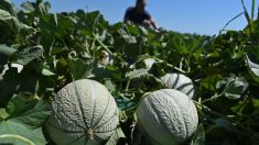 Victime des promotions des grandes surfaces, l’entreprise Le Rouge Gorge arrête sa production de melon