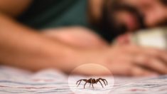 Découverte au Mexique d’une nouvelle araignée terrifiante souvent cachée dans les vêtements et dont la morsure toxique putréfie la peau