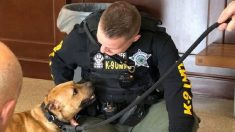 Un pit-bull sauvé sur un ring de combats de chiens obtient un emploi dans la police